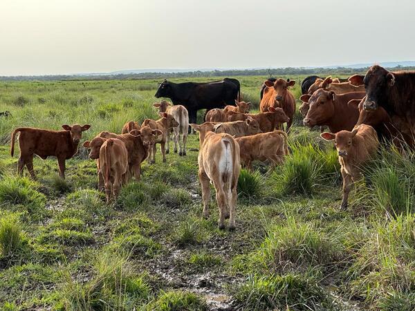 Cabaña Don Enrique: cría y selección de animales consolidados para el país