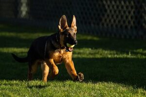 Commander, el perro de Biden, vuelve a morder a un agente del Servicio Secreto - Mascotas - ABC Color