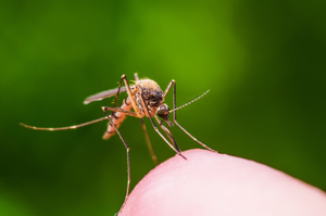 Emiten alerta ante proximidad del periodo epidémico de dengue en Paraguay - El Independiente