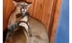 (VIDEO) Jagua héroe salvó a su familia de un puma