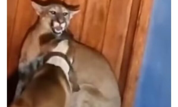 (VIDEO) Jagua héroe salvó a su familia de un puma