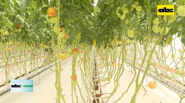 Video: ubicación de invernadero automatizado y luminosidad - ABC Rural - ABC Color