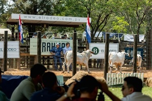 Brahman de Corral con “mucha demanda” y “muy buenos precios”