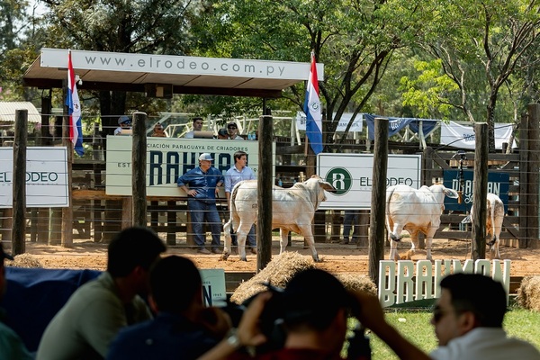 Brahman de Corral con “mucha demanda” y “muy buenos precios”