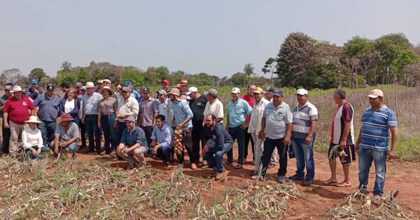 La Nación / Productores de cebolla destacan lucha contra el contrabando