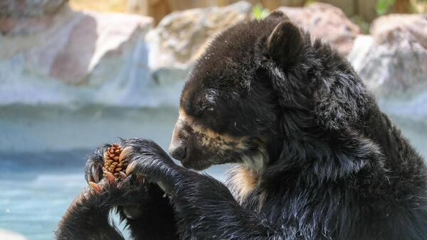 Ecuador está en busca del "gigante" oso andino