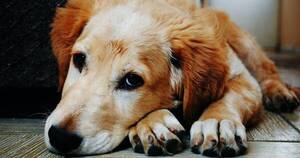 La Nación / Cuánto tiempo puede recordar un perro a su dueño, según la ciencia