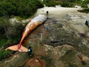 Una ballena de 20 toneladas aparece muerta en una playa de Uruguay - Mundo - ABC Color