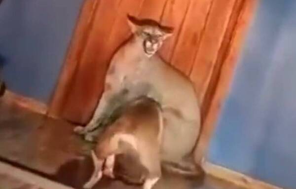 [VIDEO] Un puma se metió en una casa en San Pedro y murió atacado por perros