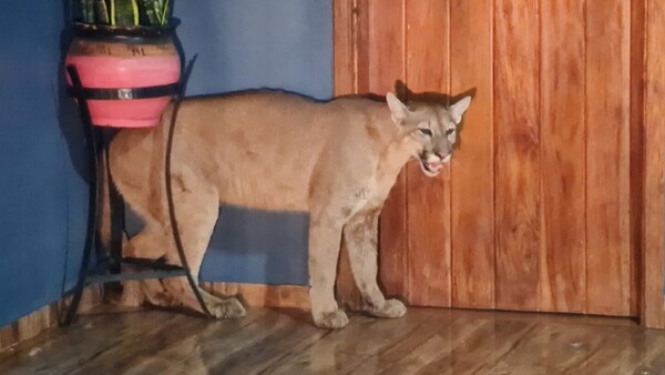 Un puma muere tras ataque de perros en Santa Rosa del Aguaray