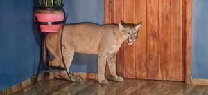 Puma invade hogar y es fatalmente atacado por perros domésticos