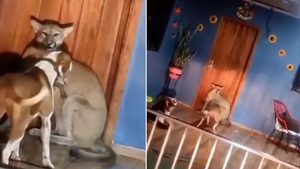 Puma que entró a una casa fue atacado por 5 perros y murió