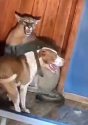 Santa Rosa del Aguaray: puma ingresó a vivienda y fue atacado por perros - trece