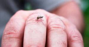 La Nación / Salud emite alerta epidemiológica ante posibles   brotes de dengue y otras enfermedades