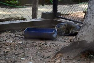 Robo del tirika: hasta los colorados criticaron a Nenecho por abandono del Botánico - Nacionales - ABC Color