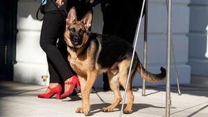 Diario HOY | El perro mordedor de los Biden vuelve a hacer de las suyas