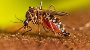 Salud emite alerta ante la inminente temporada epidémica de dengue - ADN Digital
