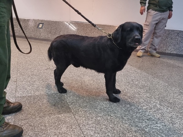 Gracias a “Rocky” se evitó un envío de Ketamina y Éxtasis en el aeropuerto - La Tribuna