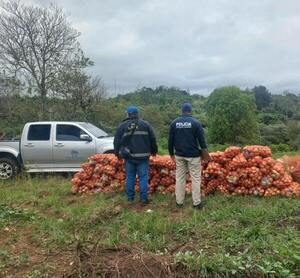 DECOMISAN BOLSAS DE CEBOLLA DE PRESUNTO CONTRABANDO EN ENCARNACIÓN Y NATALIO