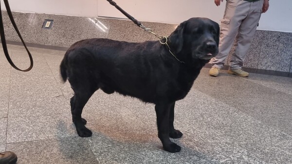 Rocky detecta carga de éxtasis y ketamina en el Silvio Pettirossi