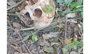 Encuentran un cráneo detrás de aserradero de un concejal