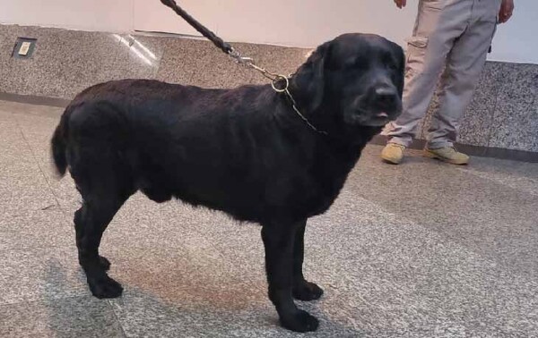 Rocky detecta carga de éxtasis y ketamina en el Silvio Pettirossi – Prensa 5