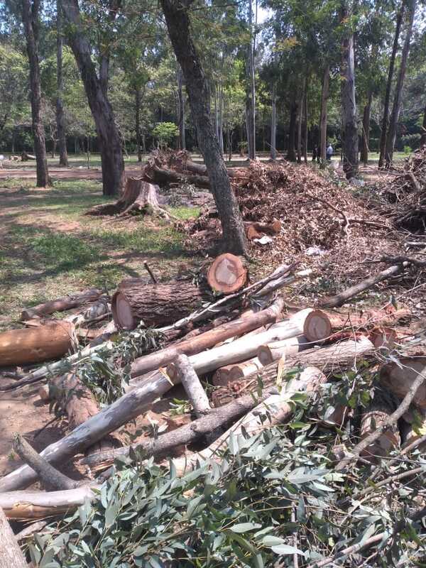 Proyecto ciclovía: "Ningún árbol nativo se tocó" - San Lorenzo Hoy