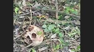 Limpiaban un yuyal y ¡encontraron un cráneo!
