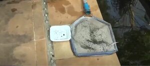 Intensifican intervenciones de viviendas y piscinas abandonadas ante alerta por dengue - Nacionales - ABC Color
