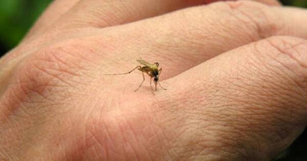 La Nación / Alertan sobre el próximo periodo de brote de dengue