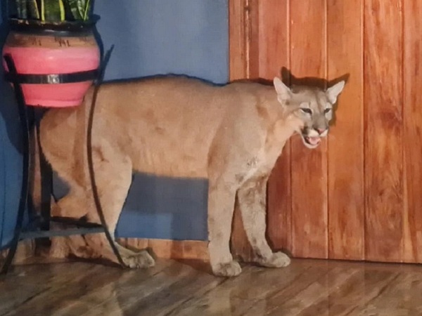 Perros atacaron a un puma, lo mal hirieron y murió - La Tribuna