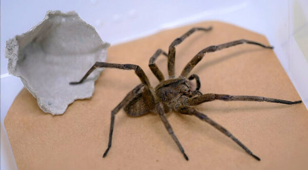Veneno de la araña bananera de Brasil podría ayudar a tratar la disfunción eréctil