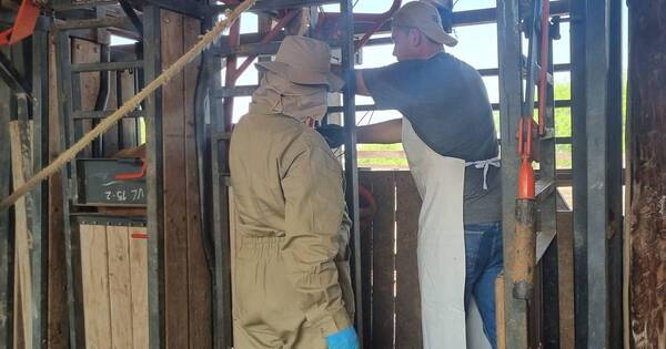 La Nación / Avanza colecta de muestras en el Chaco para diagnóstico de brucelosis bovina