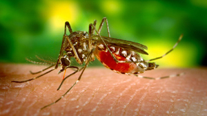 Ministerio de Salud emite alerta ante posibles brotes de dengue y otras enfermedades derivadas del arbovirus