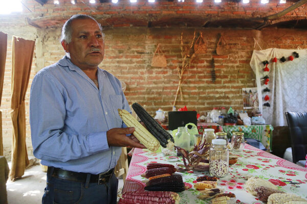 La Casa del Maíz en México lucha por conservar 45 variedades ante los granos transgénicos - MarketData