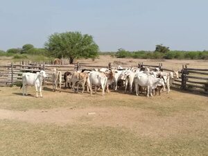 Recuperaron 45 vacas preñadas, robadas en Bahía Negra - Policiales - ABC Color