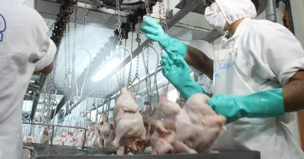 La Nación / Avipar reporta mejora entre el 50 y 60 % en comercialización de pollos
