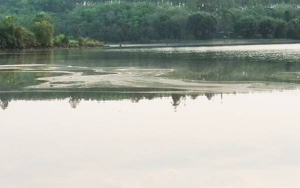 Piden que se investigue supuesta contaminación del lago Acaray - La Clave