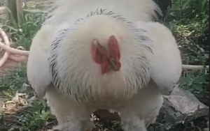 Busca a su gallo: cargará G. 100 mil de saldo como recompensa - Noticiero Paraguay