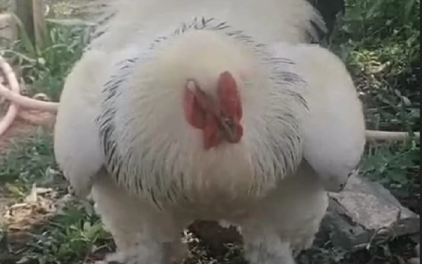 Busca a su gallo: cargará G. 100 mil de saldo como recompensa - Noticiero Paraguay