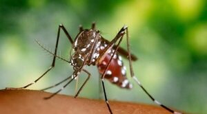 ALERTAN SOBRE PROXIMIDAD DE BROTES DE DENGUE Y OTRAS PLAGAS