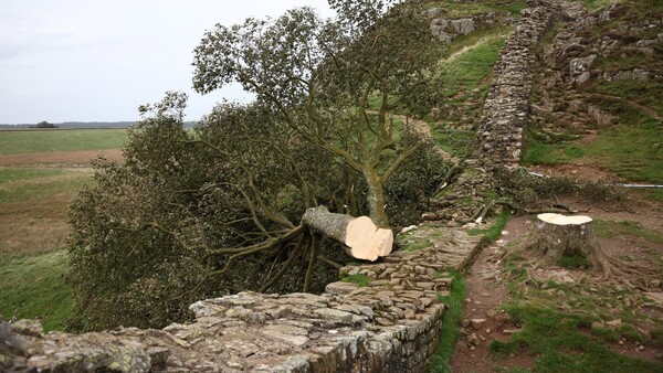 Detienen a joven por talar el antiquísimo y famoso "árbol de Robin Hood" del Reino Unido