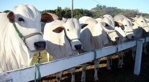 Perú autoriza importación de semen congelado bovino desde Paraguay - Nacionales - ABC Color
