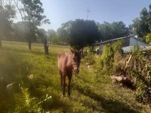 Choque de motocicleta contra caballo deja un fallecido