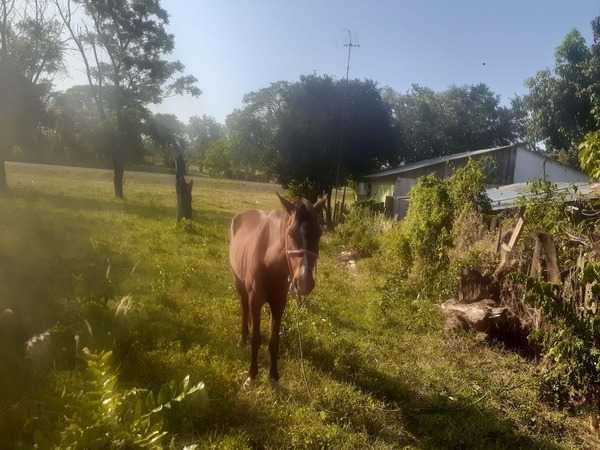 Choque de motocicleta contra caballo deja un fallecido