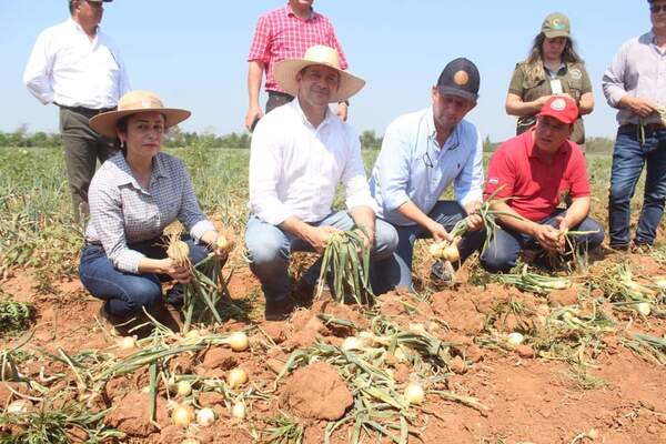 Productor de Itacurubí del Rosario destaca avances logrados en el rubro de la cebolla - .::RADIO NACIONAL::.