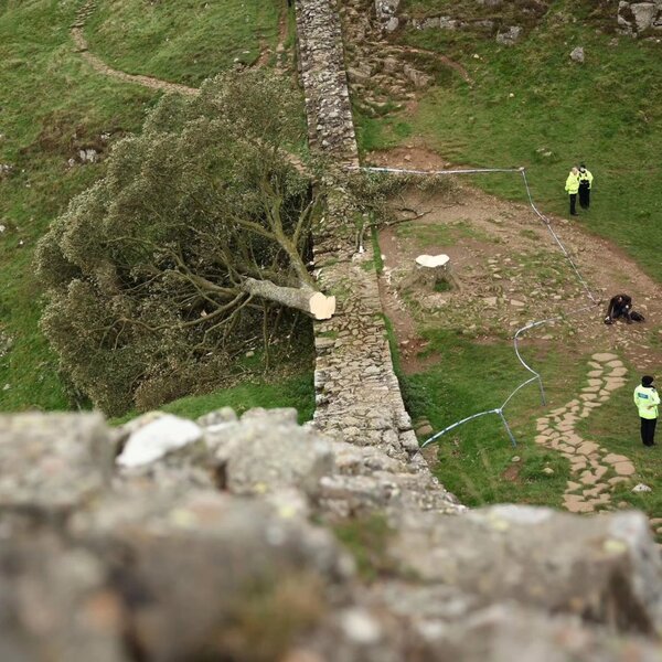Detienen a un menor por talar el “árbol de Robin Hood”, uno de los más famosos de Reino Unido | 1000 Noticias