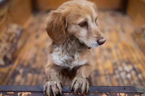 Bienestar animal en España: no se podrá dejar al perro solo más de 24 horas y las sanciones van hasta los 200 mil euros - Mascotas - ABC Color