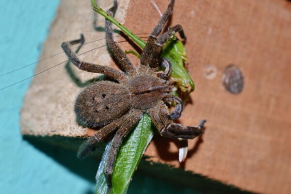 UNA VENENOSA ARAÑA PUEDE SER EL SECRETO CONTRA LA DISFUNCIÓN ERÉCTIL
