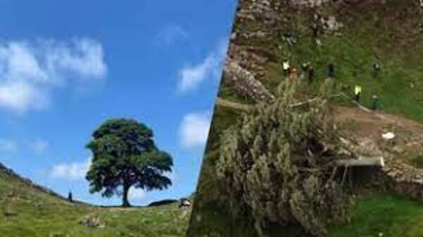 Diario HOY | Bárbara acción en Inglaterra: taló el árbol de Robin Hood, de más de 300 años